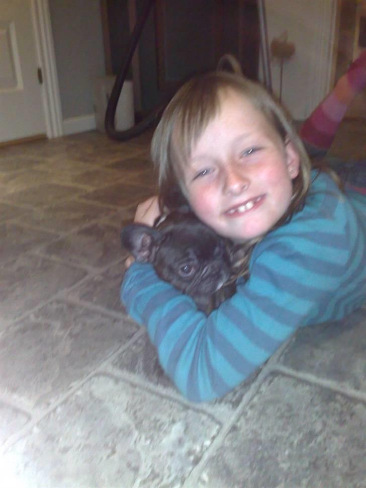 Fransk bulldog carla billede 7