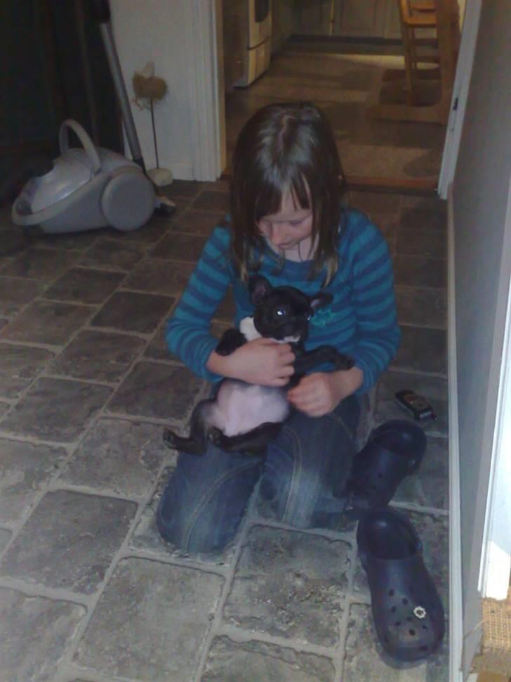 Fransk bulldog carla billede 8