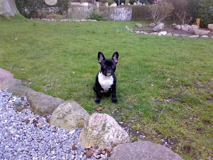 Fransk bulldog carla billede 9