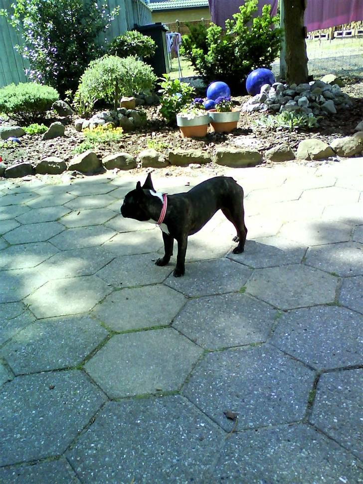 Fransk bulldog carla billede 10