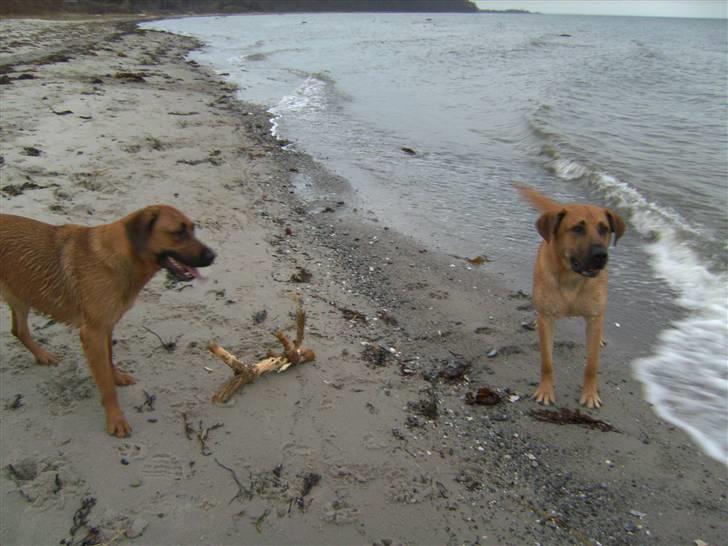 Blanding af racer Cato Bønnelykke  billede 15
