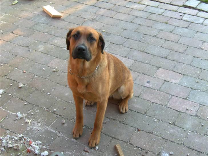 Blanding af racer CAYA Bønnelykke ¤ RIP ¤ billede 9