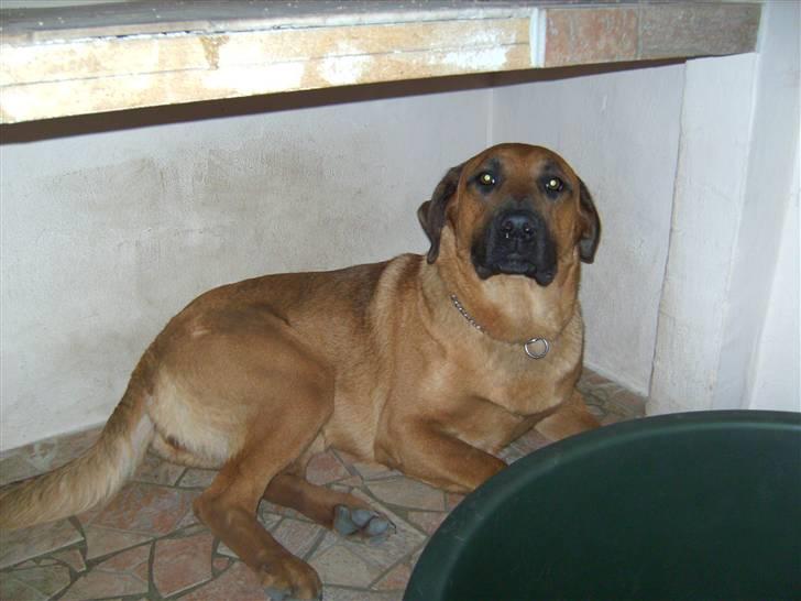 Blanding af racer CAYA Bønnelykke ¤ RIP ¤ - nu ligner jeg , den jeg er :)  har det skønt hos mor og far... billede 10