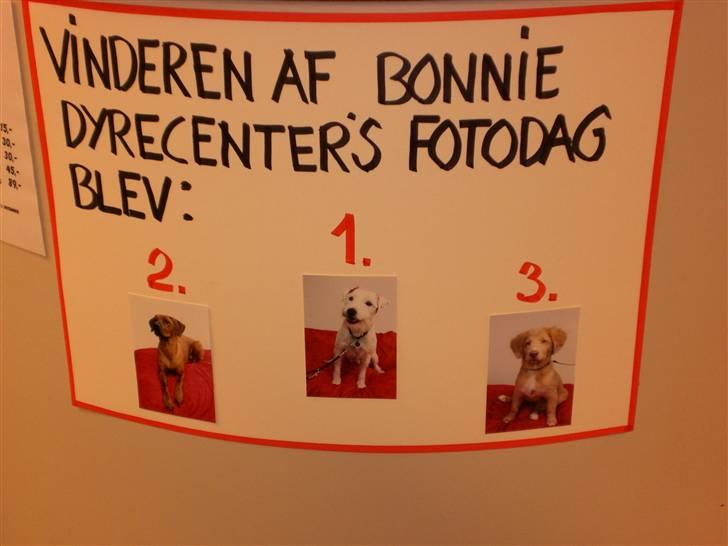 Nova scotia duck tolling retriever Freja - en flot 3. plads og Freja vandt 15 kg hvalpefoder billede 14