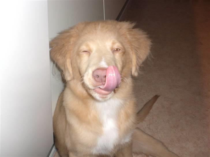 Nova scotia duck tolling retriever Freja - ser jeg skør ud ??? billede 15