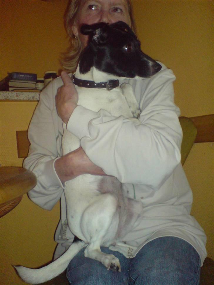 Foxhound Stuartc'',) billede 15