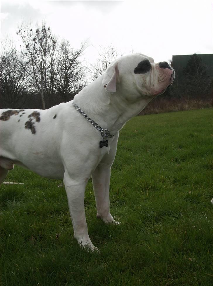 Amerikansk bulldog Haack's Elvis billede 2