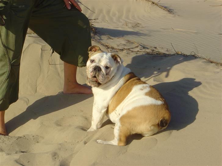 Engelsk bulldog Ziva - med mor på stranden billede 3