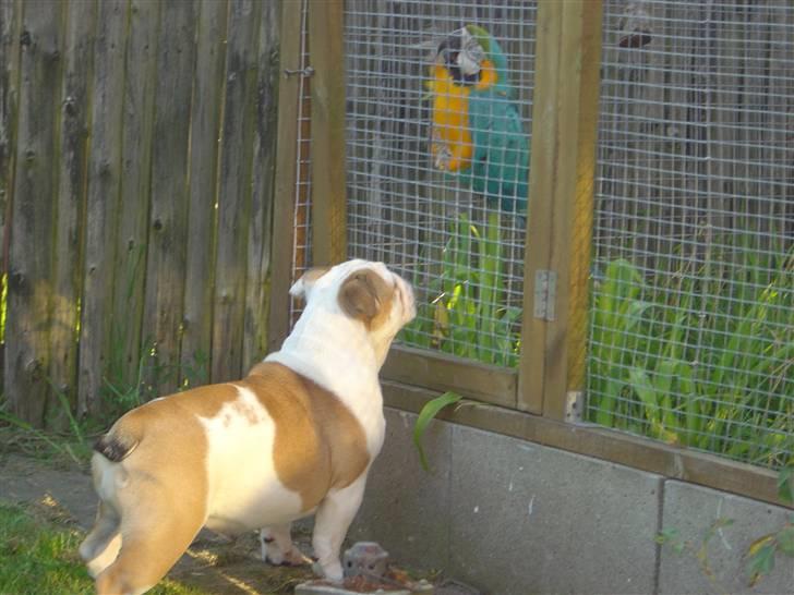 Engelsk bulldog Ziva - jeg hygger med fars ara billede 4