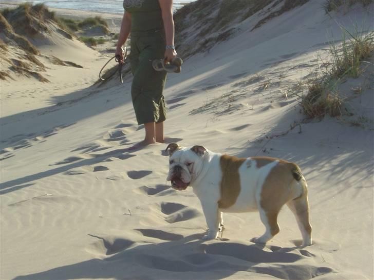 Engelsk bulldog Ziva - kom nu far billede 5