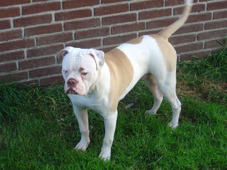 Amerikansk bulldog Freak billede 20