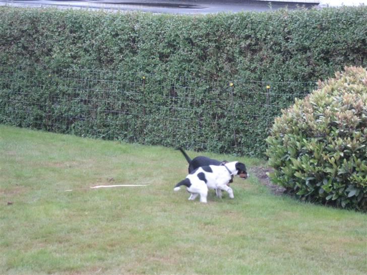 Dansk svensk gaardhund Fiona(;_<33 - leg igen!!(;_<33 billede 19