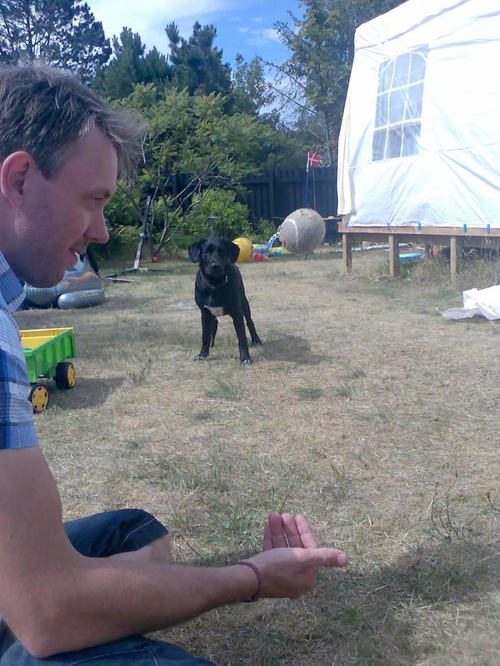 Blanding af racer Turk billede 9