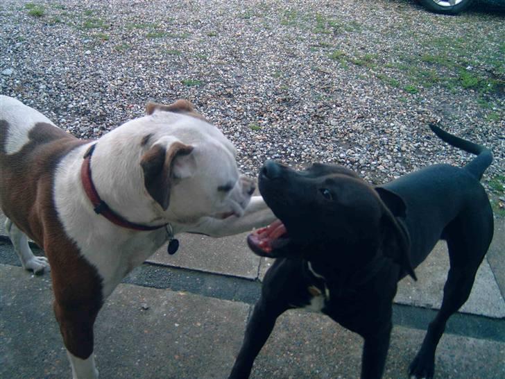 Amerikansk staffordshire terrier anton - leger med min ven gaucho billede 14