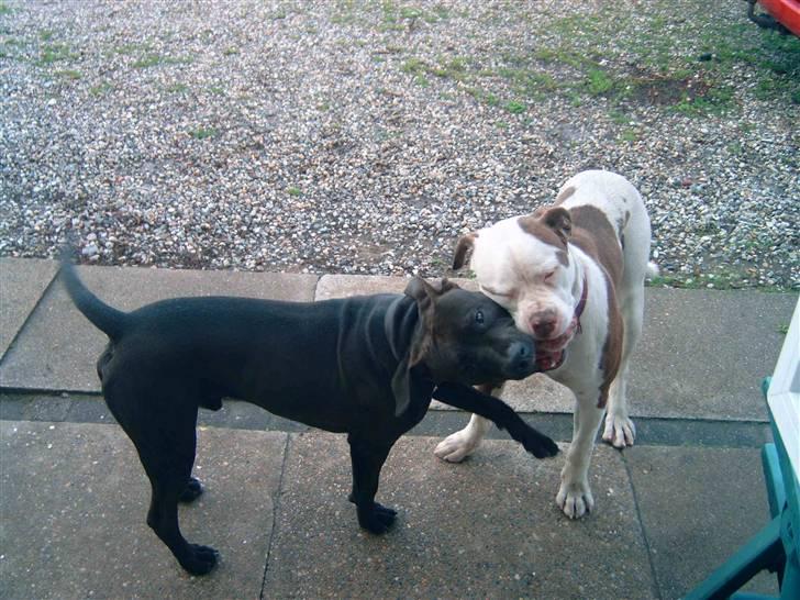 Amerikansk staffordshire terrier anton billede 15