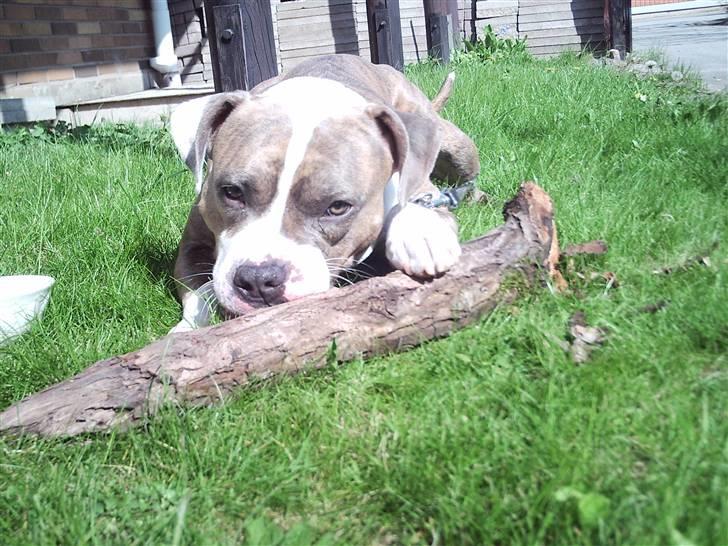 Amerikansk staffordshire terrier Marco billede 11