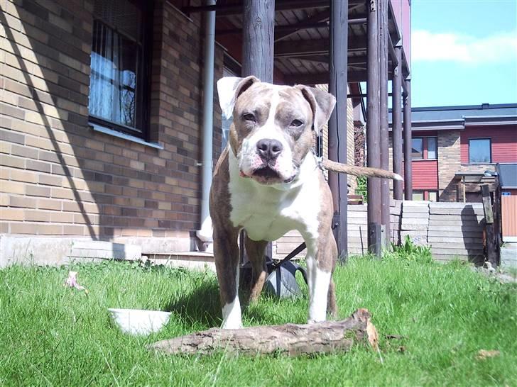 Amerikansk staffordshire terrier Marco - Jeg er bare så sej og farlig....... elller noget : ) billede 12
