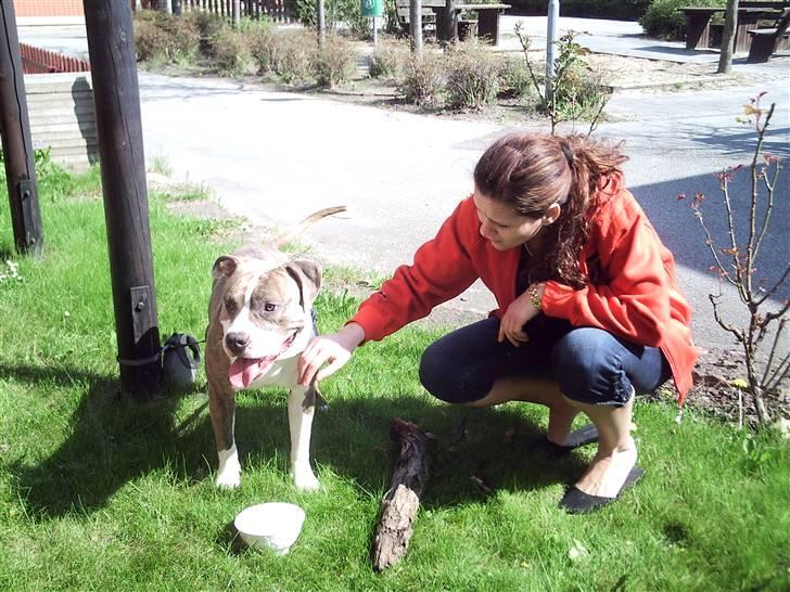 Amerikansk staffordshire terrier Marco billede 13