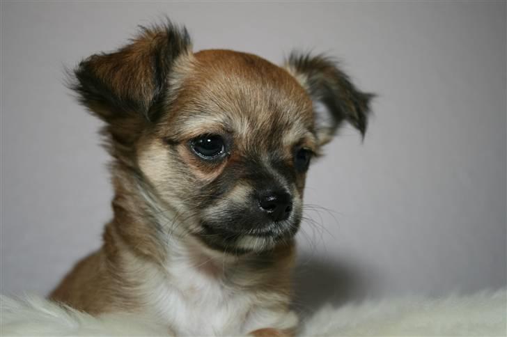 Chihuahua Kira billede 1