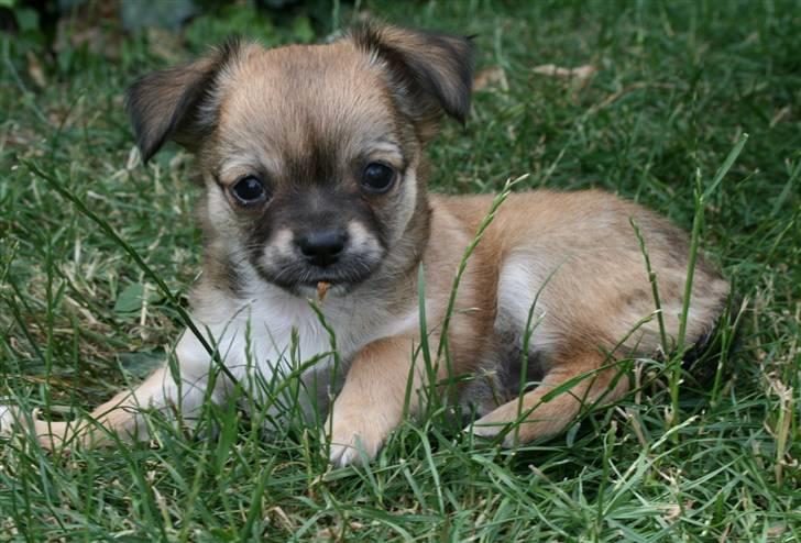 Chihuahua Kira billede 2