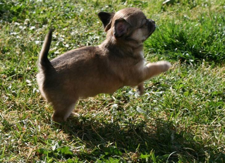 Chihuahua Kira billede 3