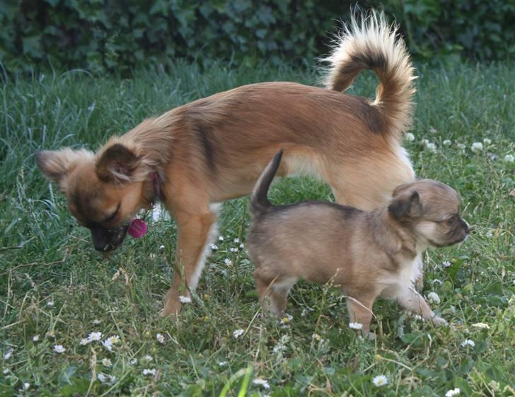 Chihuahua Kira billede 4