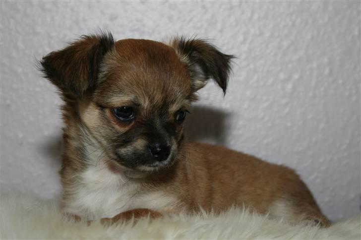 Chihuahua Kira billede 5