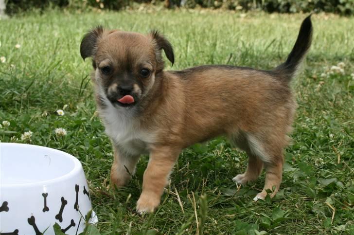 Chihuahua Kira billede 6