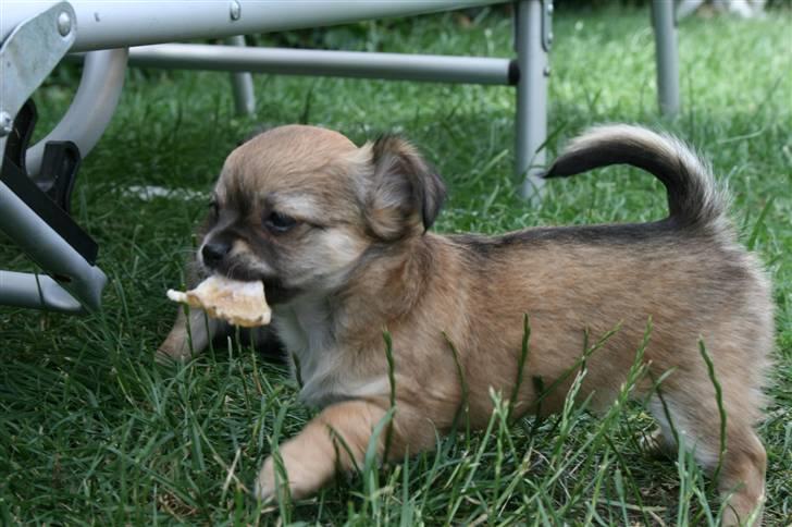 Chihuahua Kira billede 7