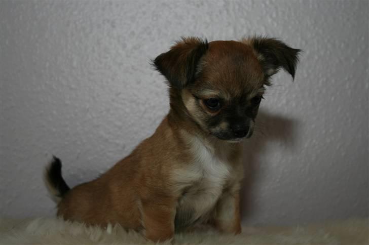 Chihuahua Kira billede 8