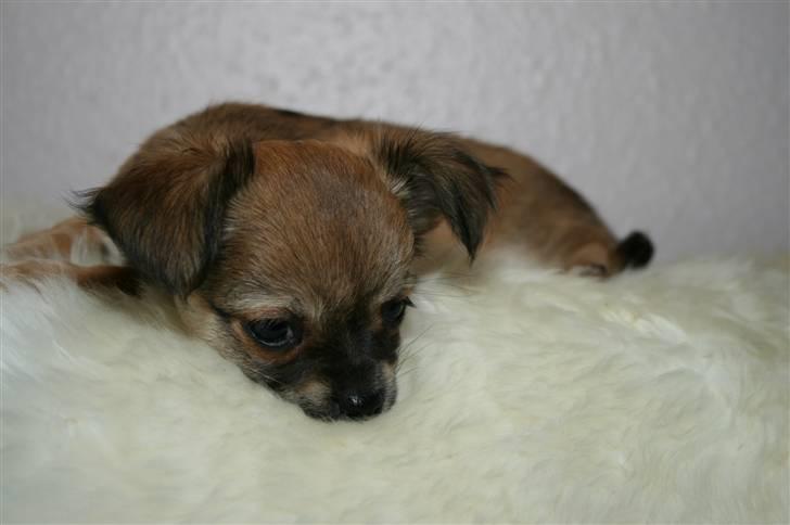 Chihuahua Kira billede 9