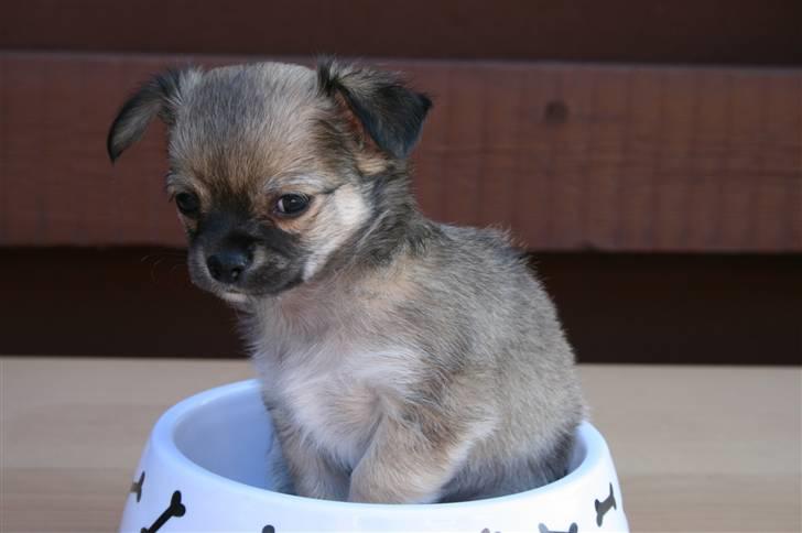 Chihuahua Kira billede 10