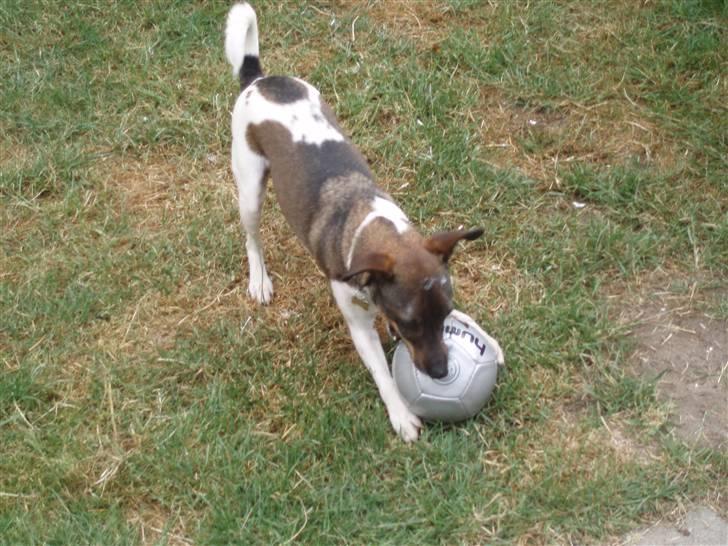 Dansk svensk gaardhund | Sputnik billede 15