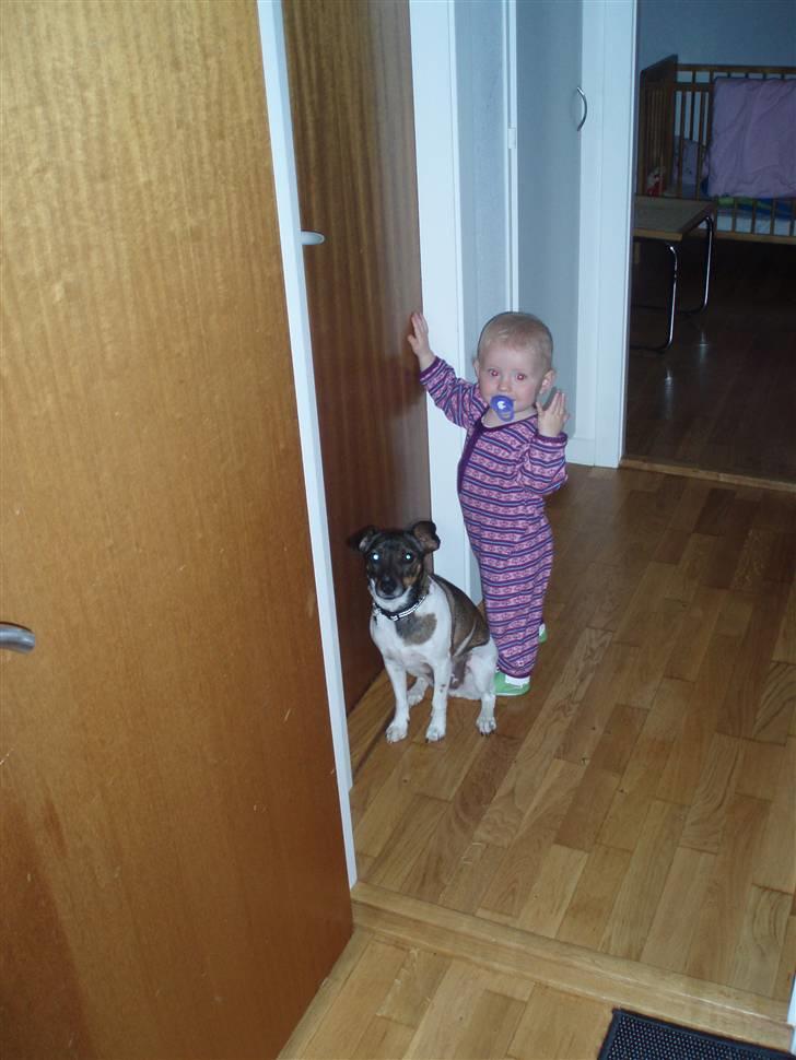 Dansk svensk gaardhund | Sputnik billede 16