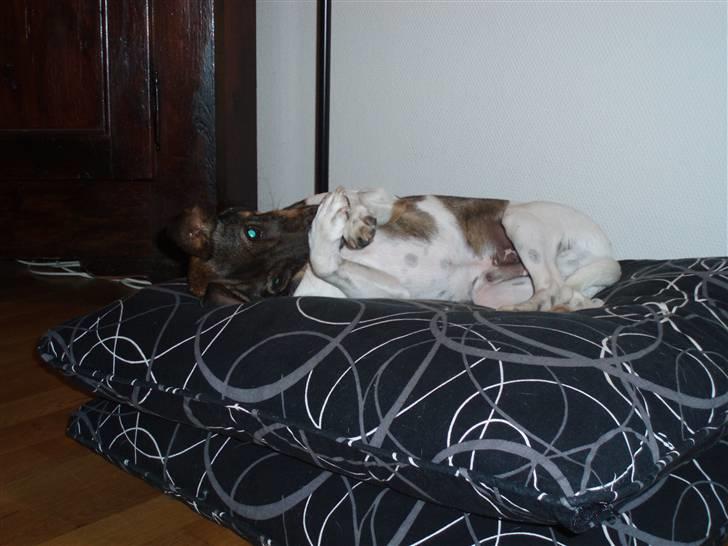 Dansk svensk gaardhund | Sputnik billede 17