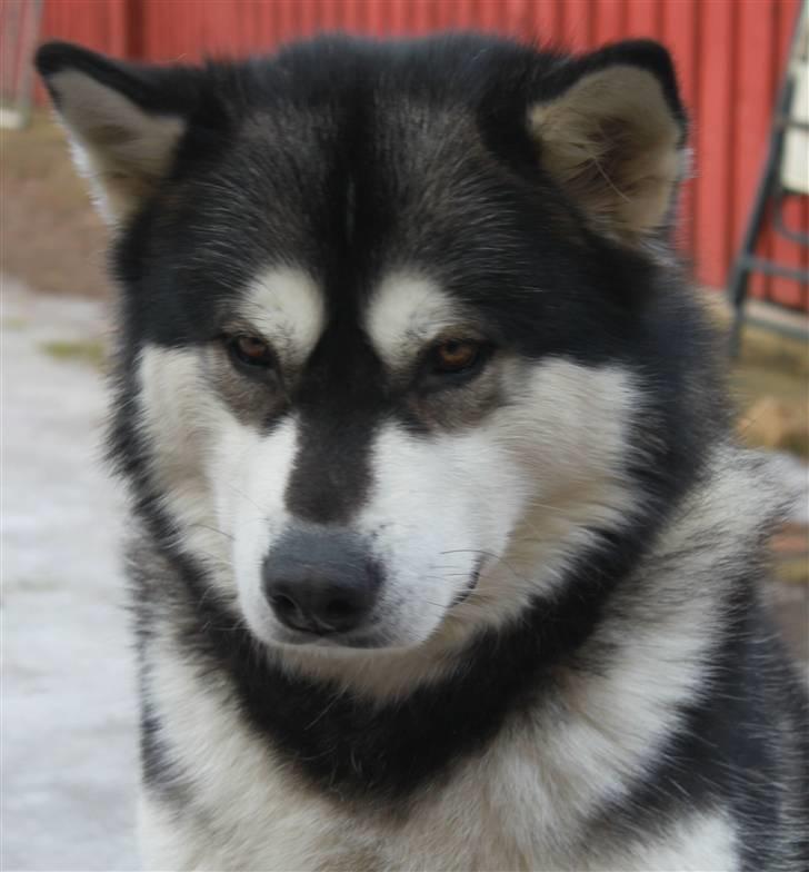 Alaskan malamute Penny - marts 2010 billede 19