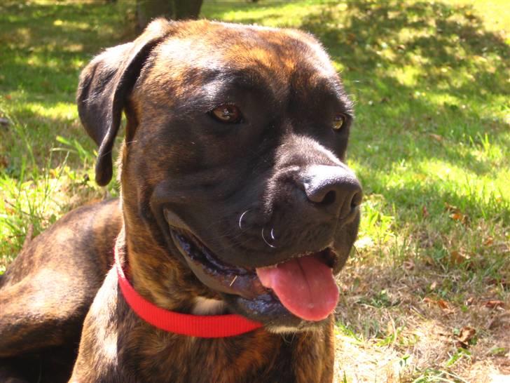 Boxer <3<3<3Leika <3<3<3 billede 1