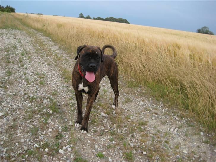 Boxer <3<3<3Leika <3<3<3 billede 2