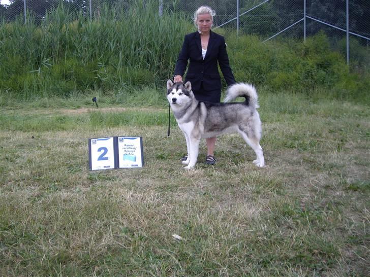Alaskan malamute Lady  billede 19