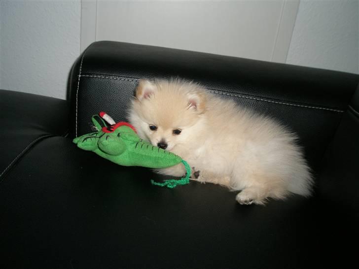 Pomeranian  pippo <3 - Her er jeg med min yndlings bamse billede 12