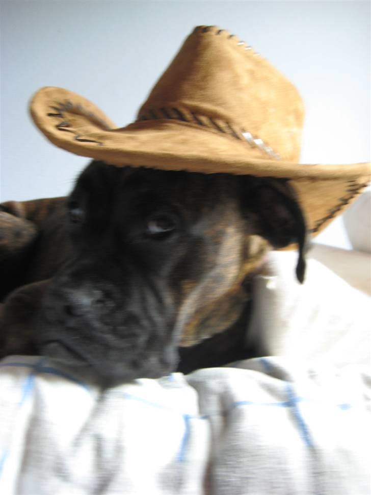 Boxer <3<3<3Leika <3<3<3 billede 4