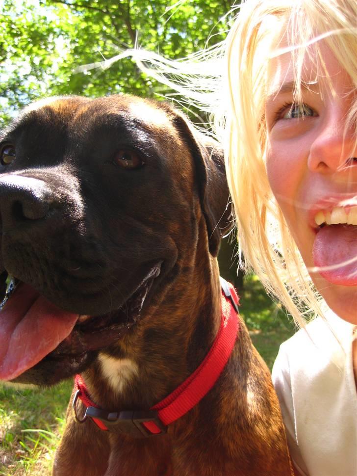 Boxer <3<3<3Leika <3<3<3 - hvorfor ser du så trist ud skattebasse ???  billede 5