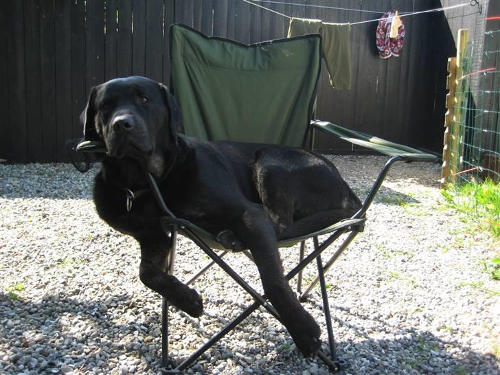 Blanding af racer Lakrids billede 1