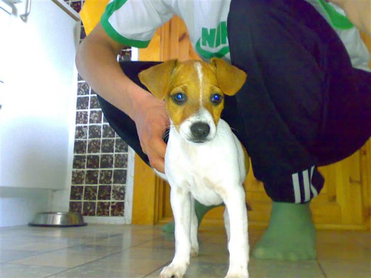 Dansk svensk gaardhund Lila billede 1