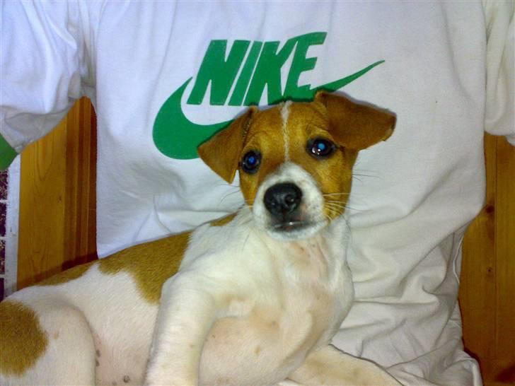 Dansk svensk gaardhund Lila billede 2