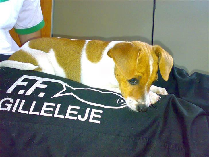 Dansk svensk gaardhund Lila billede 4