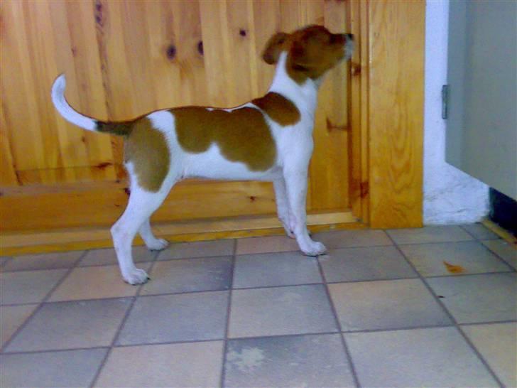 Dansk svensk gaardhund Lila billede 5