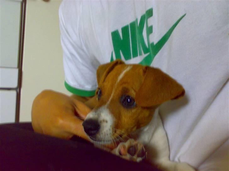 Dansk svensk gaardhund Lila billede 6