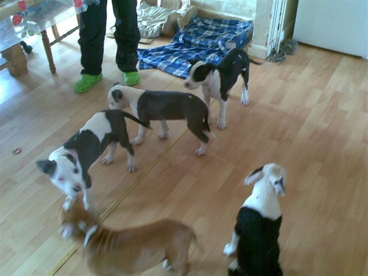 Amerikansk staffordshire terrier $ Amy $ R.I.P - et billede a mig og mine søskene billede 8