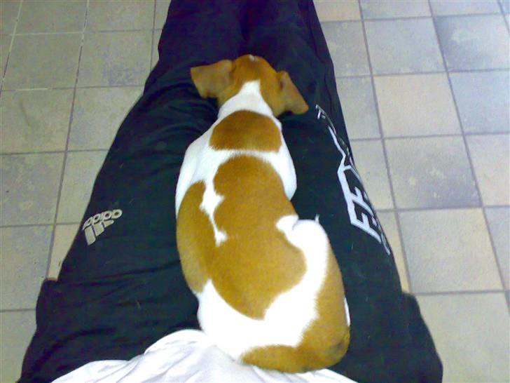 Dansk svensk gaardhund Lila billede 8